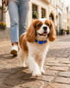 Collier Bright Blue sur cavalier King Charles