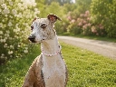 Whippet avec collier Pearls&Protect