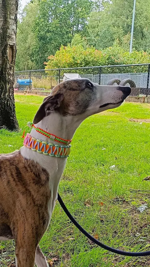 Harmony Weave et Paws&Protect sur whippet