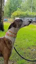 Harmony Weave et Paws&Protect sur whippet