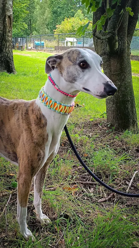 Harmony Weave et Paws&Protect sur Whippet