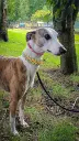 Harmony Weave et Paws&Protect sur Whippet